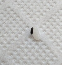 米虫でしょうか 画像があります 今朝 炊いたごはんに虫が混入していました 米虫か 教えて 住まいの先生 Yahoo 不動産