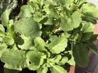 ビオラの花が咲きません ビオラかパンジーか自信ないのですが 多分ビオラを Yahoo 知恵袋
