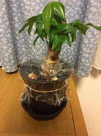 パキラを育てているのですが ハエが湧いてしまいました ハエ Yahoo 知恵袋