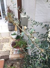 オリーブ地植えについて質問です オリーブは乾燥気味の方 Yahoo 知恵袋