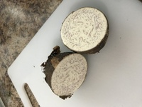 里芋だと思って購入したのですが 中が赤茶色の線だらけです これは Yahoo 知恵袋