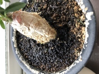 ミニバラから黒い粒先日鉢植えのミニバラをプレゼントで頂きました Yahoo 知恵袋