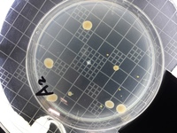 大学で微生物の実験をしています 真菌のコロニーの数え方なのですが 培養期間まで Yahoo 知恵袋