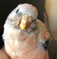 アキクサインコの性別がわかりません 飼い始めてもう2年経 Yahoo 知恵袋