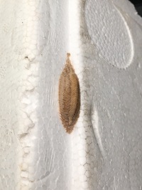 発泡スチロールを食べる虫 大きな発泡スチロールを置きっぱなしにしていたら Yahoo 知恵袋
