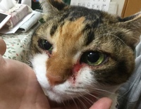 猫ちゃんに片目だけ黒っぽい目やにが出ています 友人から二週間程預かっている Yahoo 知恵袋