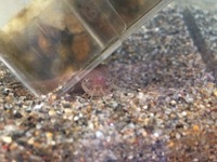 ホトケドジョウってめだかとか食べちゃいますよね まだチビのホトケドジ Yahoo 知恵袋