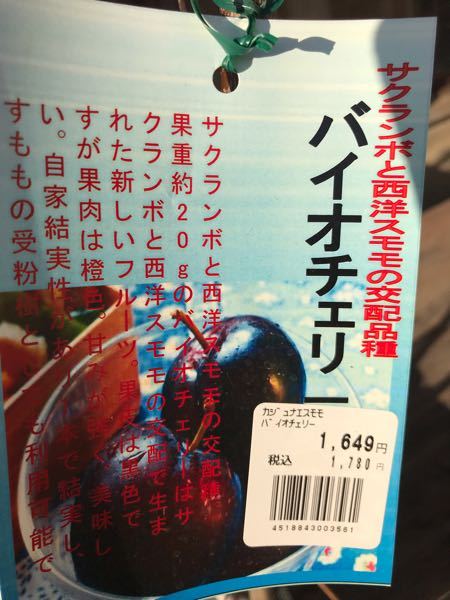バイオチェリー - サクランボと西洋スモモの交配品種ですが、二本