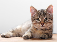 猫の鳴き声猫の鳴き声について教えてください うちの猫ちゃん 完全室内飼い Yahoo 知恵袋
