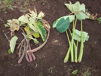 里芋を収穫いたしました 同じ種イモを購入して植えたつもりだったんですが 添 Yahoo 知恵袋