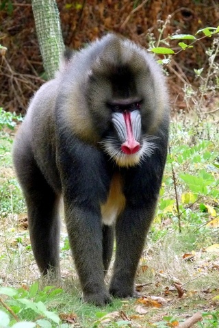 マンドリル マントヒヒ 画像