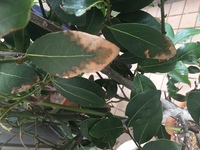 月桂樹の木です 今年の初夏くらいから葉を虫が食べている形跡があり 毎日裏も Yahoo 知恵袋