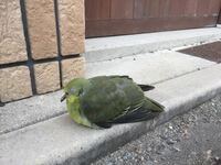 この鳥の名前は何でしょうか 緑色のとても綺麗な鳥でした Yahoo 知恵袋