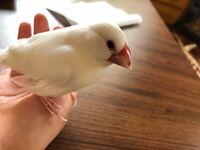画像有り うちの文鳥です 3日前くらいから急にくちばしに変な物がつ Yahoo 知恵袋
