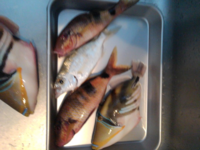 宮古島で１時間ちょっと釣りをしたいのですが 船を借りずに釣り具 Yahoo 知恵袋