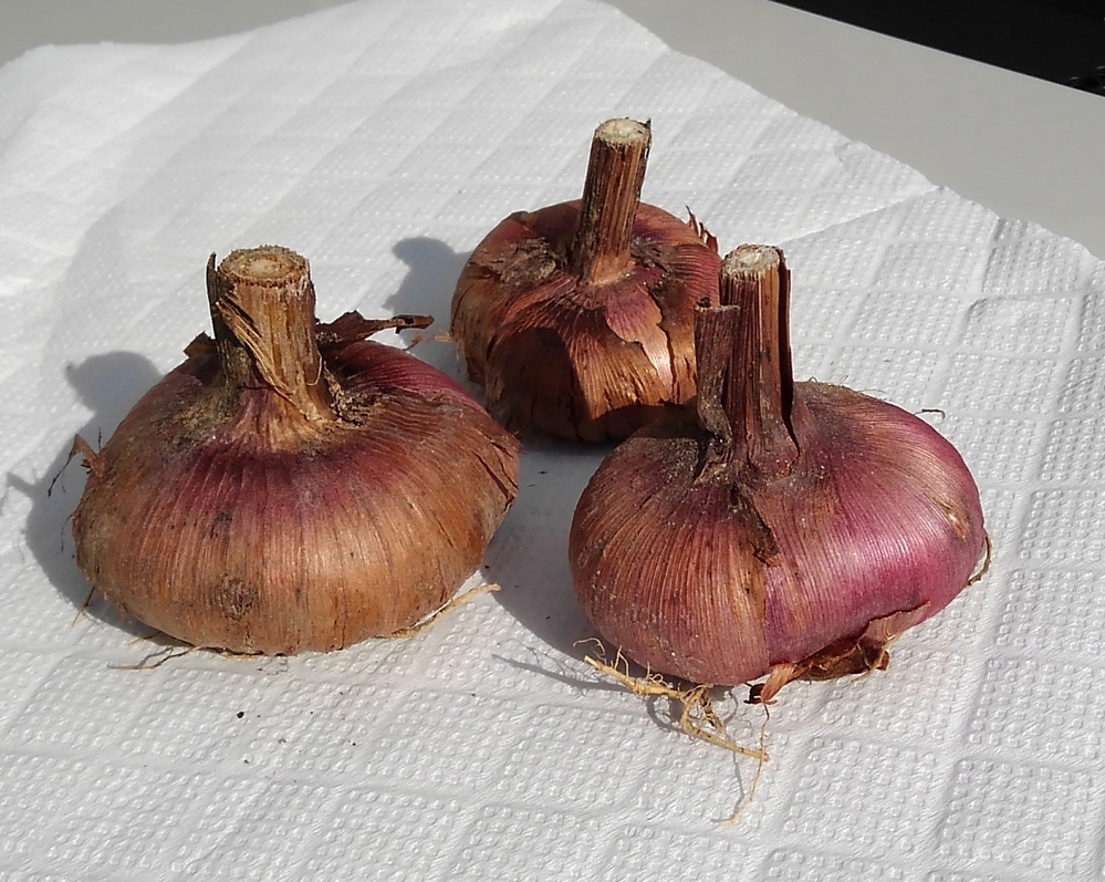 グラジオラスの球根について今年グラジオラスを植えて、その球根 グラジオラスの球根について今年グラジオラスを植えて、その球根