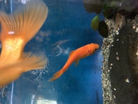 金魚の体が曲がり横たわる病気について 今朝突然金魚の体が曲がり 水槽の Yahoo 知恵袋