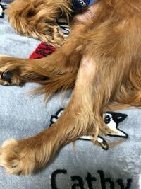 ついてくる犬 室内 犬が自分についてくるのですが ネットで調べ Yahoo 知恵袋