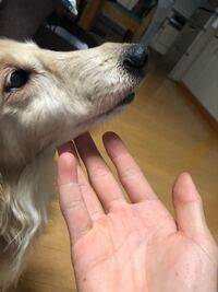 犬の鼻が折れたかもしれません 先程犬と戯れる時に鼻が僕の体にあたり Yahoo 知恵袋