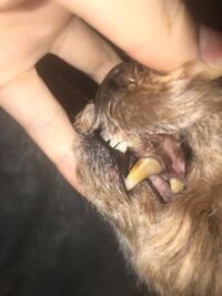 こんぐらいの歯石って自分で取ることはできませんか 犬 動物 Yahoo 知恵袋