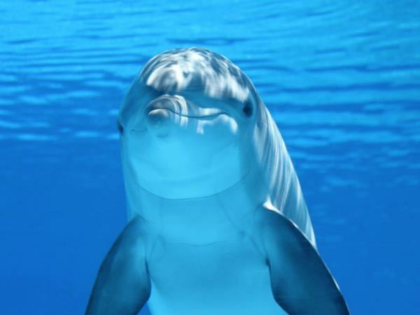 イルカの画像がlineのアイコンだったらどう思いますか か Yahoo 知恵袋