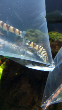 熱帯魚の最低水温について教えてください 節電をなるべくしたい Yahoo 知恵袋