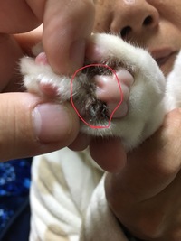 写真が見づらいのですが 猫の爪を切っている時に気になり見てみると肉球の間 Yahoo 知恵袋