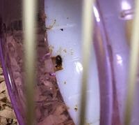 土に埋葬した小動物や虫はどのくらいで土に還るものですか 子 Yahoo 知恵袋