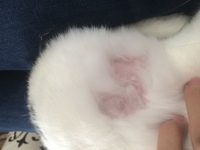 写真わかりづらくてすみません うさぎの足の裏が気付いたら毛が Yahoo 知恵袋