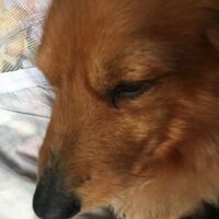 ミニチュアダックスなどの小型犬はどうしてキャンキャンうるさいので Yahoo 知恵袋