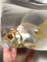 金魚は夜部屋を暗くして休ませたほうがいいですか 私は夜寝る時電気を消さな Yahoo 知恵袋