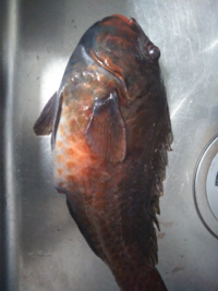 ブダイっておいしいですか 特に冬のブダイ科の魚は 味自体はとても美 Yahoo 知恵袋