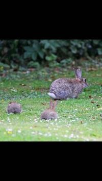 野生のうさぎって日本全国にいますか 飼いウサギが自然で繁 Yahoo 知恵袋