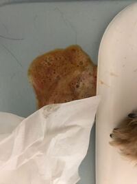 腎不全の犬の吐き気止めについて 腎不全による 軽い吐き気がある Yahoo 知恵袋
