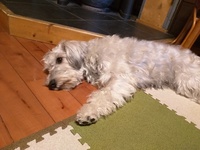 ペットショップ犬の売れ残りホームセンターのペットショップに生後5ヶ月 Yahoo 知恵袋