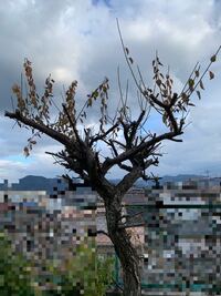 梅の木が枯れてしまったのは なぜでしょう 梅が花も咲かせず 葉も Yahoo 知恵袋