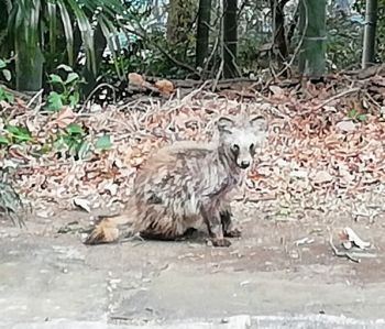 この動物の名前を教えて下さい 場所は相模原です アナグマ タヌキ Yahoo 知恵袋