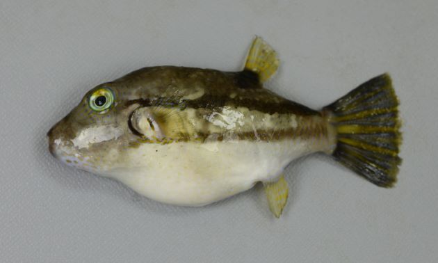 キタマクラって魚 釣ったことがある人はいると思うんですけど 食べ Yahoo 知恵袋