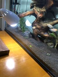 ニューラージパールガラスが縦伸ばしてしまっています 絨毯のように横に Yahoo 知恵袋