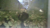 石巻貝の動きが悪いです どうすれば 水槽内で飼っている石巻貝３匹の動 Yahoo 知恵袋