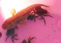 コチとハゼの見分け方を教えてください ひっくり返せ ハゼの腹 Yahoo 知恵袋