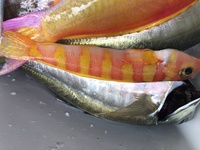 この魚 なんて魚ですか 赤と黄色のシマシマです トラギス科 Yahoo 知恵袋
