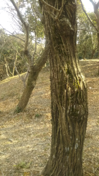 木に詳しい方 樹皮の写真しかありませんがこの木の種類を教えてくだ Yahoo 知恵袋