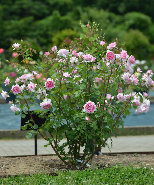 画像の様なブッシュ仕立てにして枝ぶり 枝のバランス 枝 花 葉の Yahoo 知恵袋