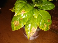 コーヒーの木ですが これは葉焼けなのか病気なのか教えてください 室内 Yahoo 知恵袋