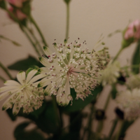 切り花のつぼみを咲かせる方法ってありますか 花屋さんで切り花 Yahoo 知恵袋