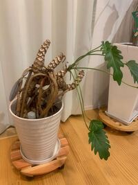 観葉植物クッカバラについてです 知り合いから頂きました 幹が4つ程分 Yahoo 知恵袋