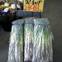 ネギを自宅 ベランダ 庭など で栽培するのとスーパーでネギを買うのとではどち Yahoo 知恵袋