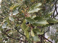 写真の木の名前を教えてください ブルーベリーみたいな木の実が生っているのが Yahoo 知恵袋