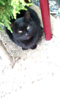 画像の猫の性別について 最近家の庭に野良の黒猫が遊びに来る Yahoo 知恵袋